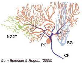 Cerebellum Diagram